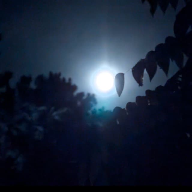 🌛 N🦉ght Øwls 🌜