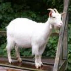 The Goat