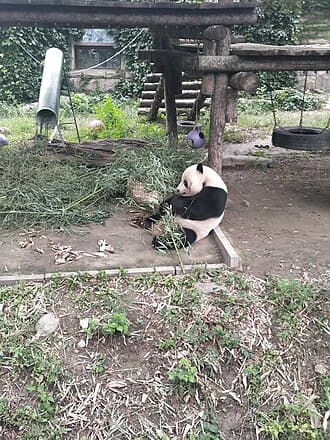 Gu Gu